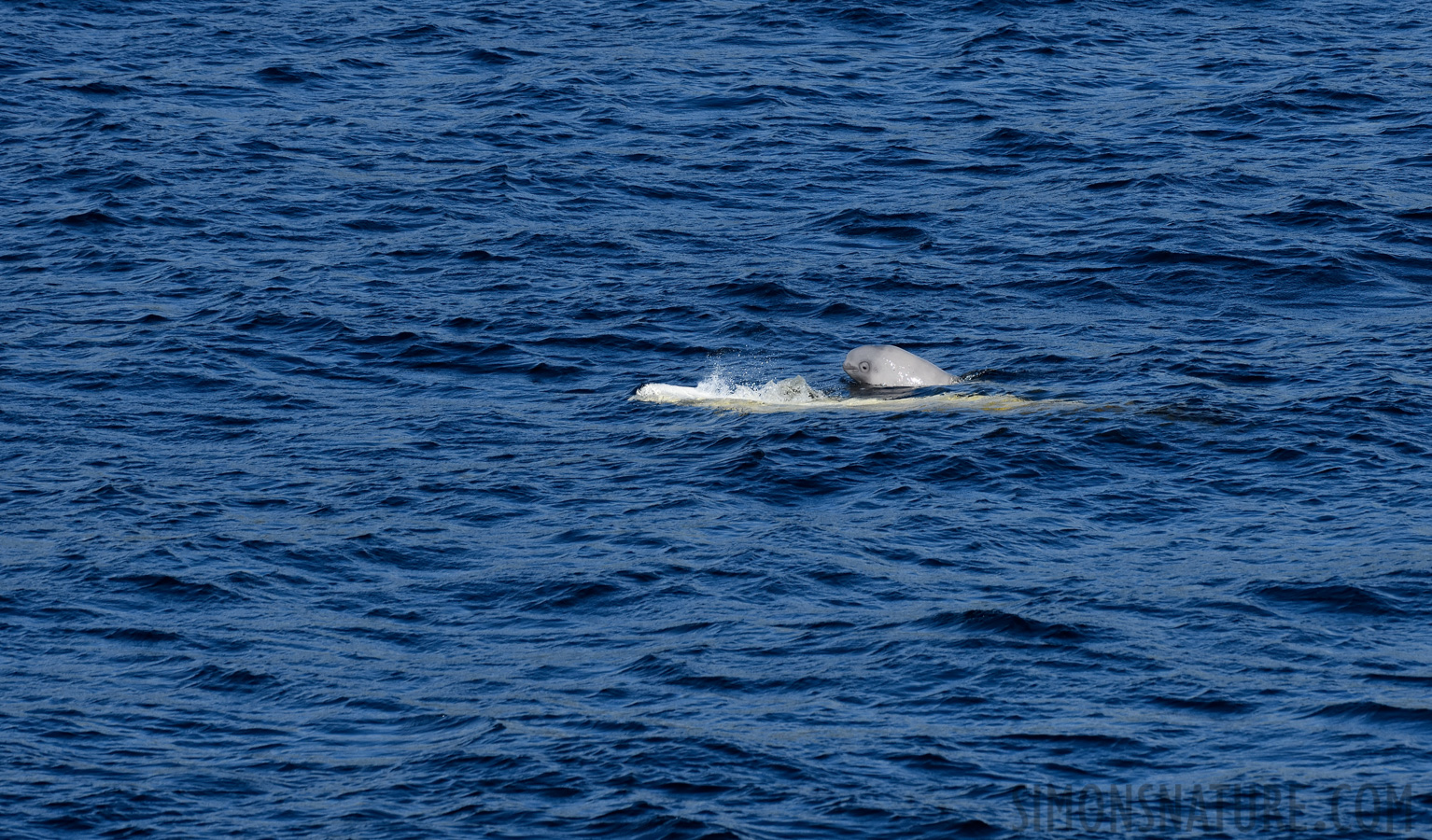 Delphinapterus leucas [400 mm, 1/2500 sec at f / 8.0, ISO 800]